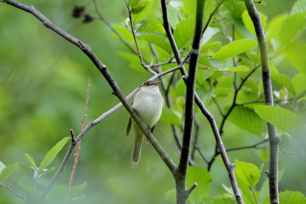 Flycatcher, Alder, 2016-05291416 Broad Meadow Brook, MA.JPG - Alder Flycatcher. Broad Meadow Brook Wildlife Sanctuary, MA, 5-29-2016